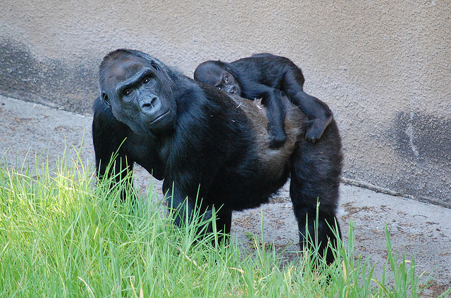 Mother and Baby Gorilla, San Francisco Zoo